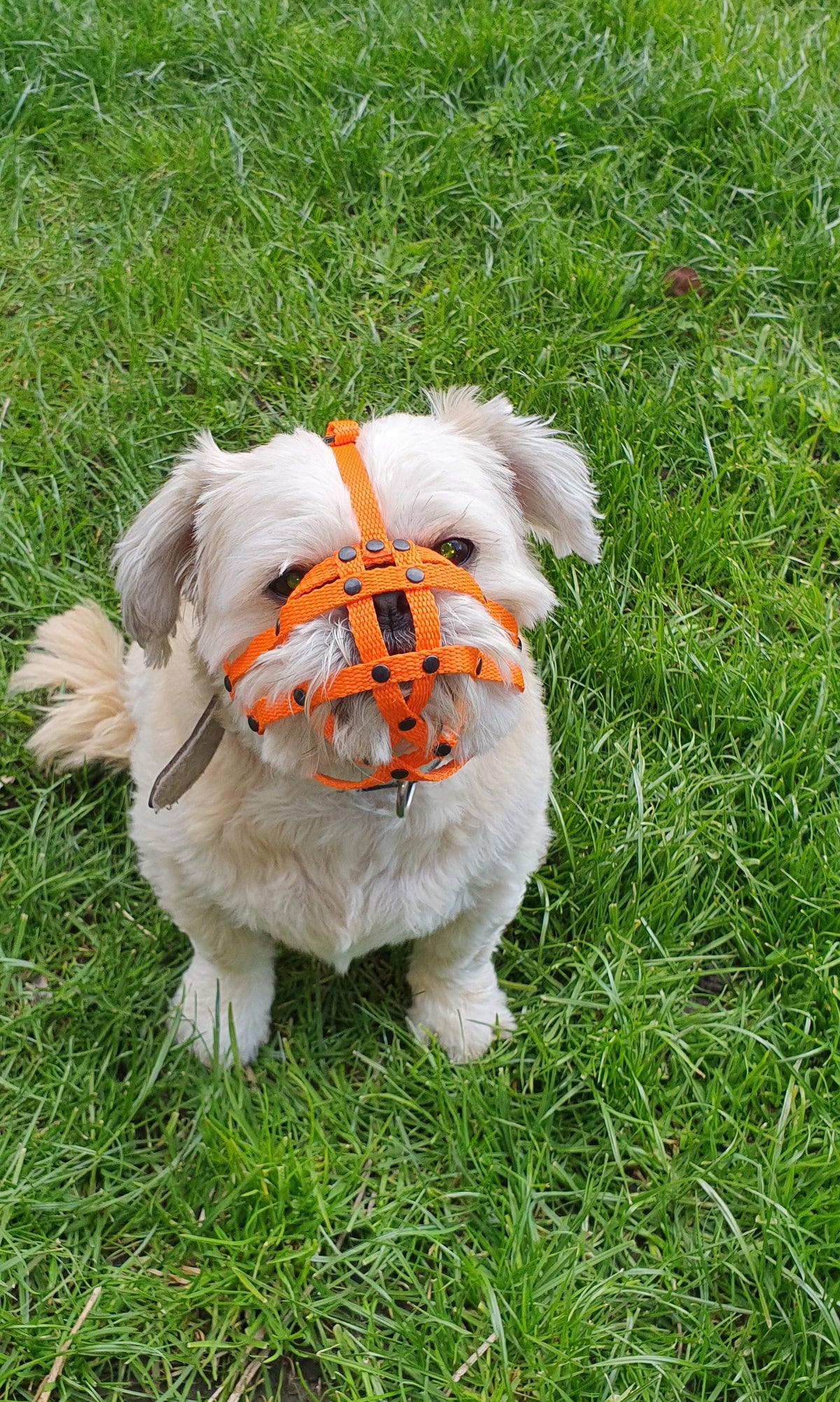 nylon dog muzzle