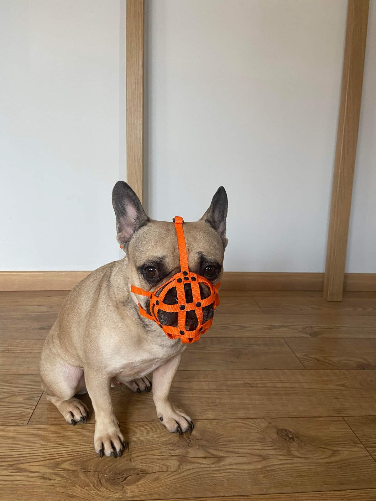 nylon dog muzzle