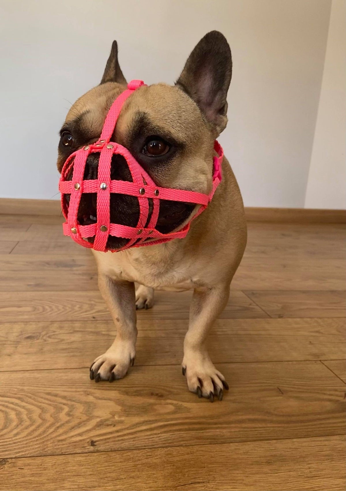 nylon dog muzzle