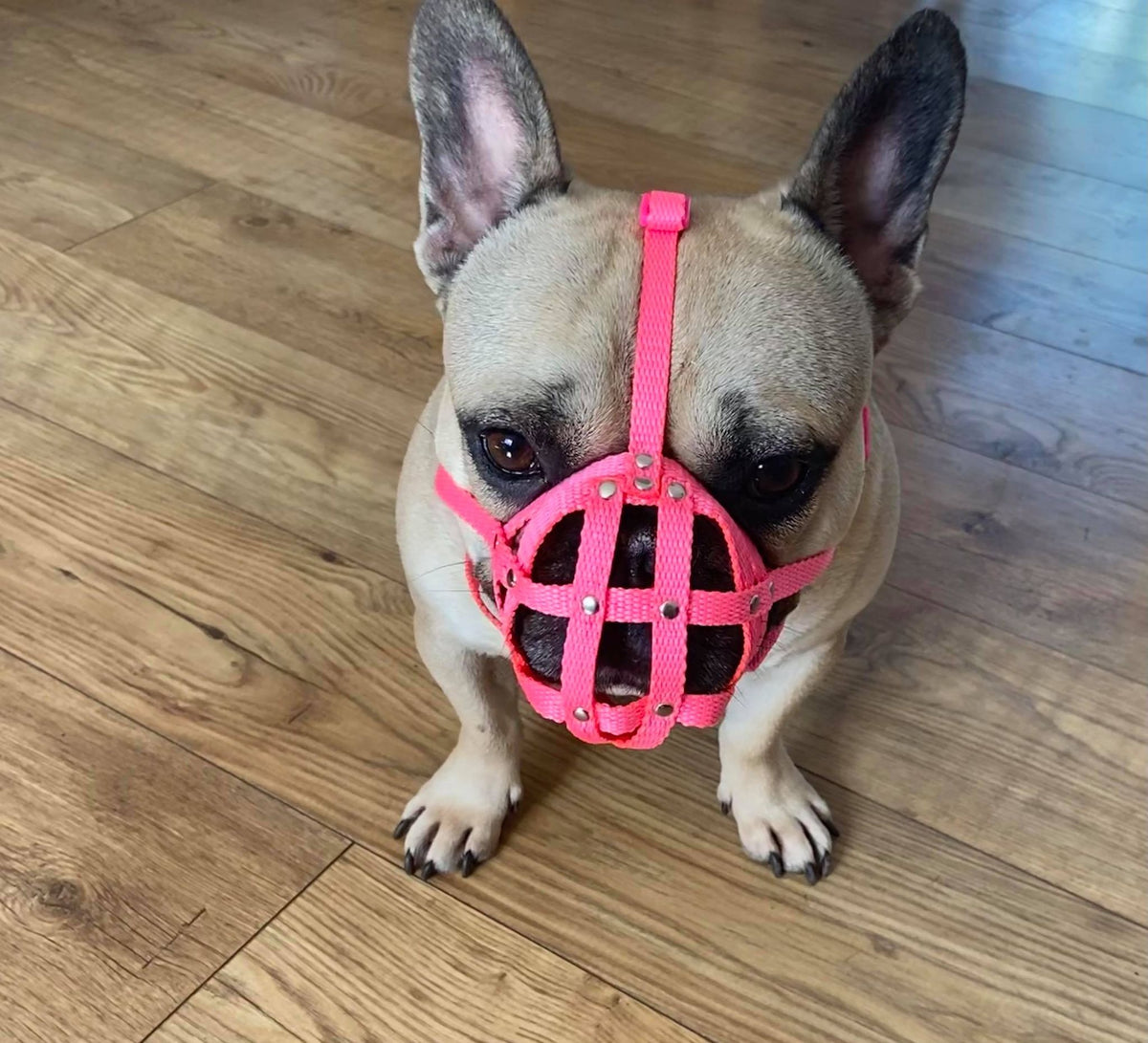 nylon dog muzzle