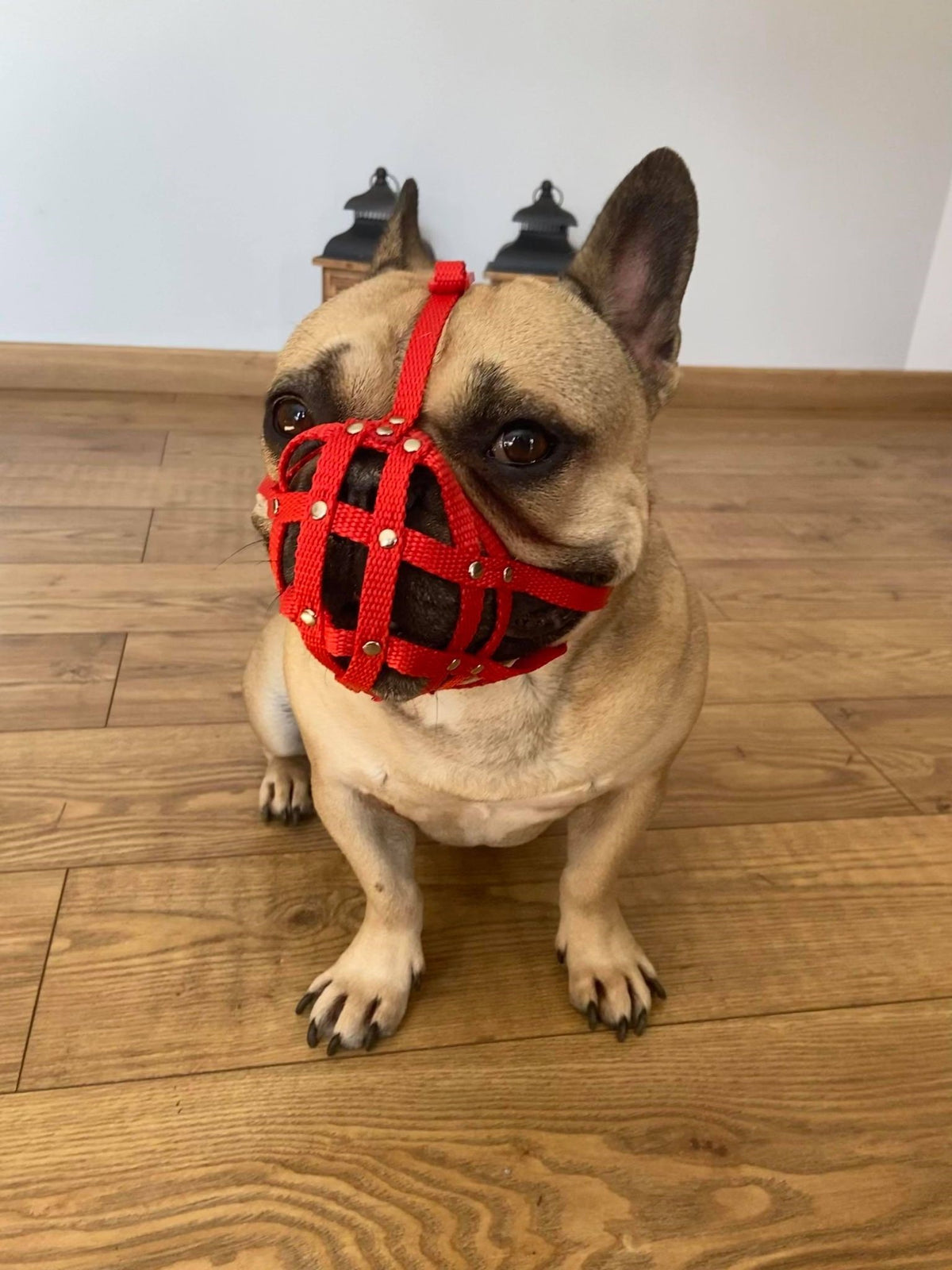nylon dog muzzle