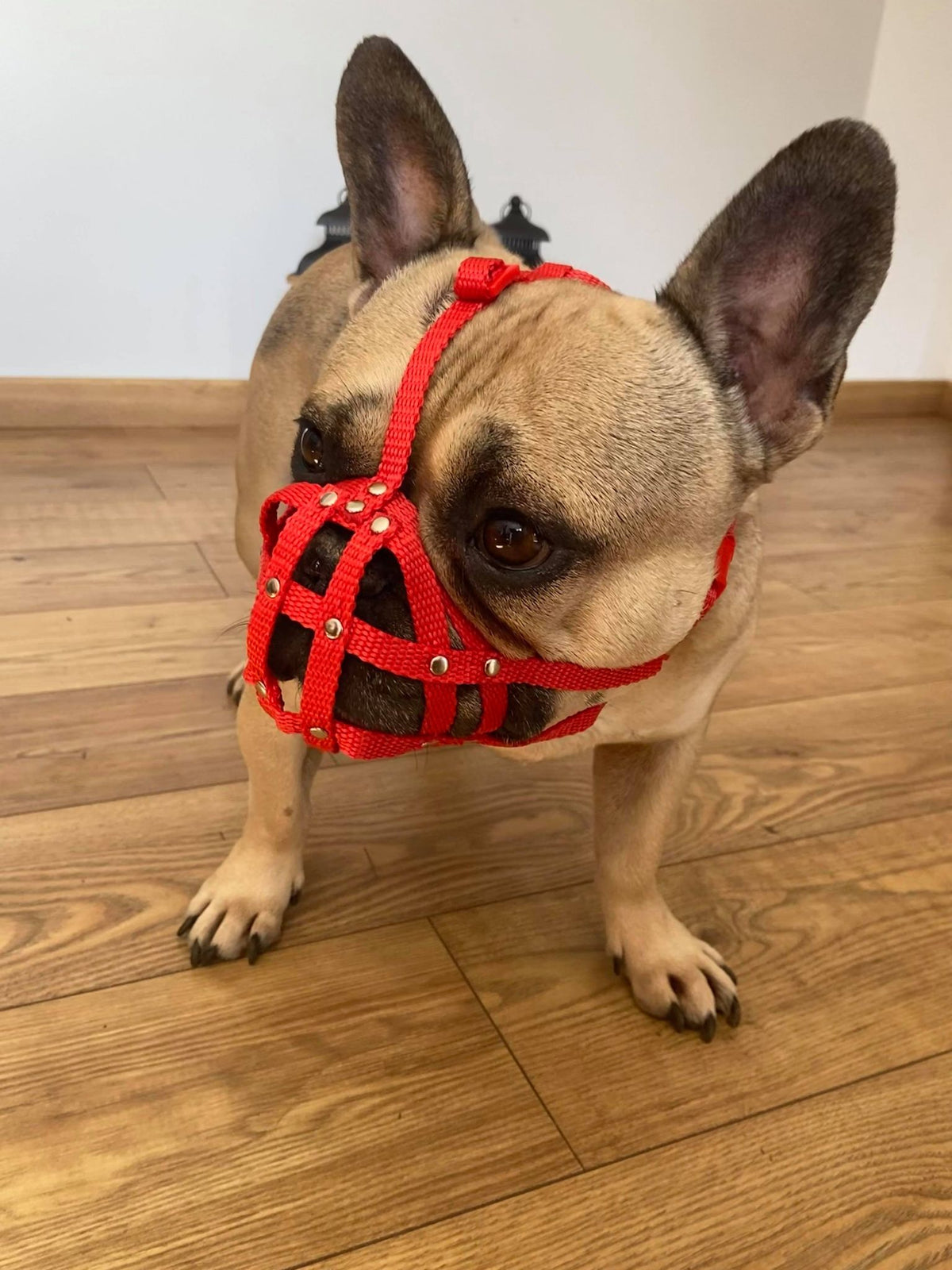 nylon dog muzzle