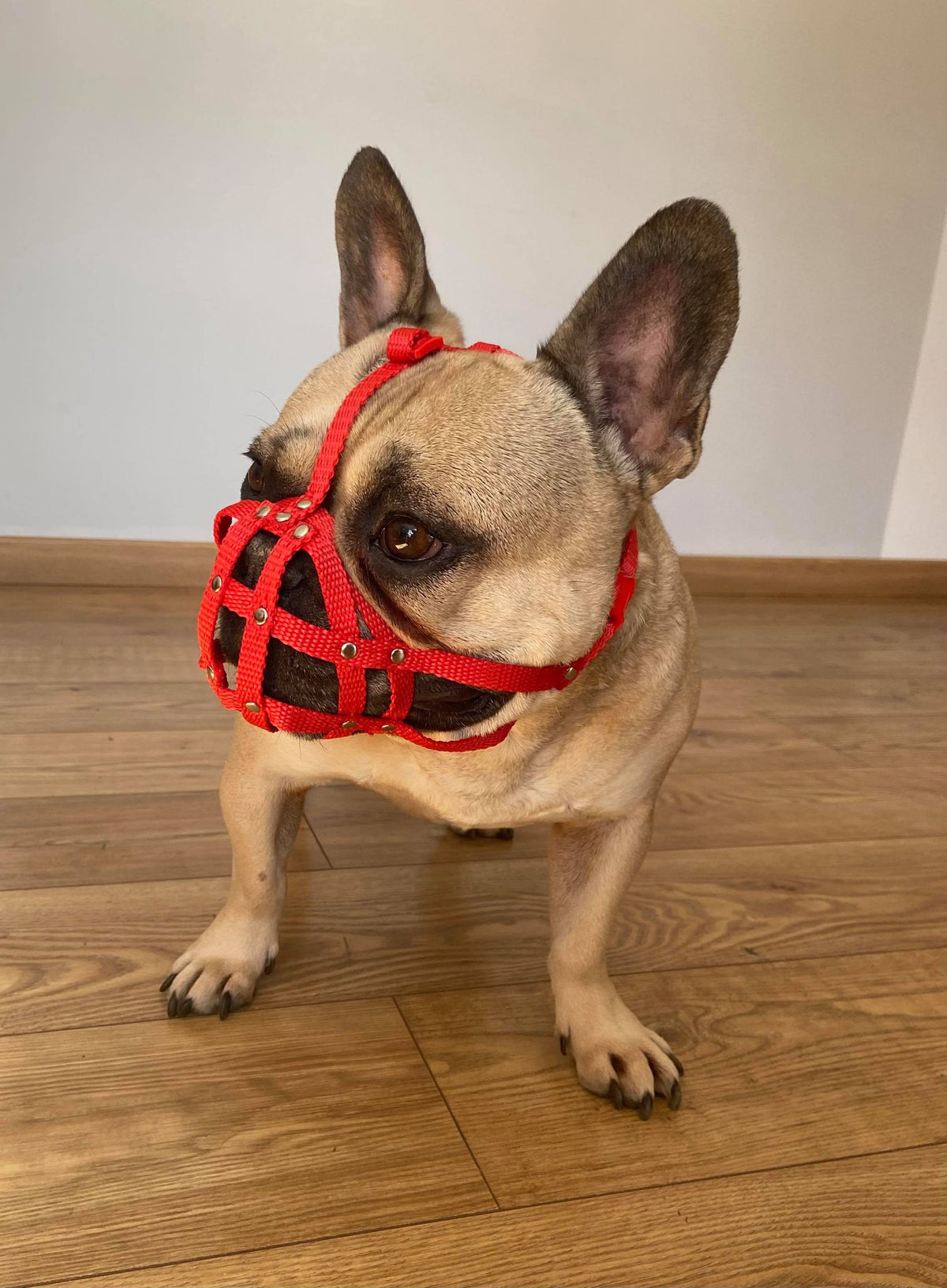 nylon dog muzzle