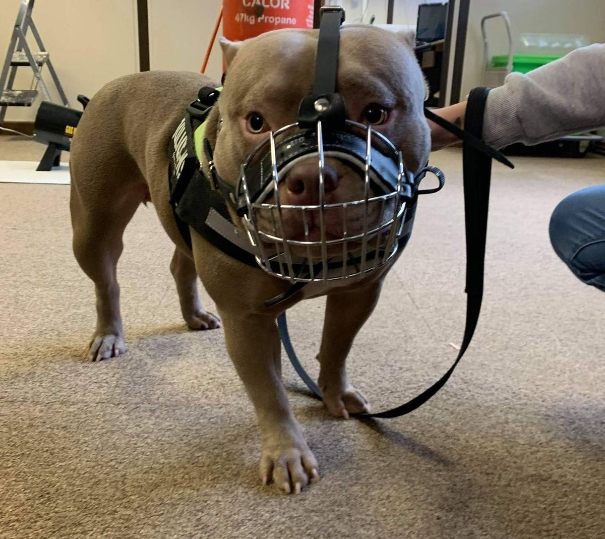 metal dog muzzle