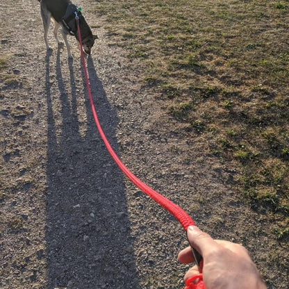 nylon dog lead
