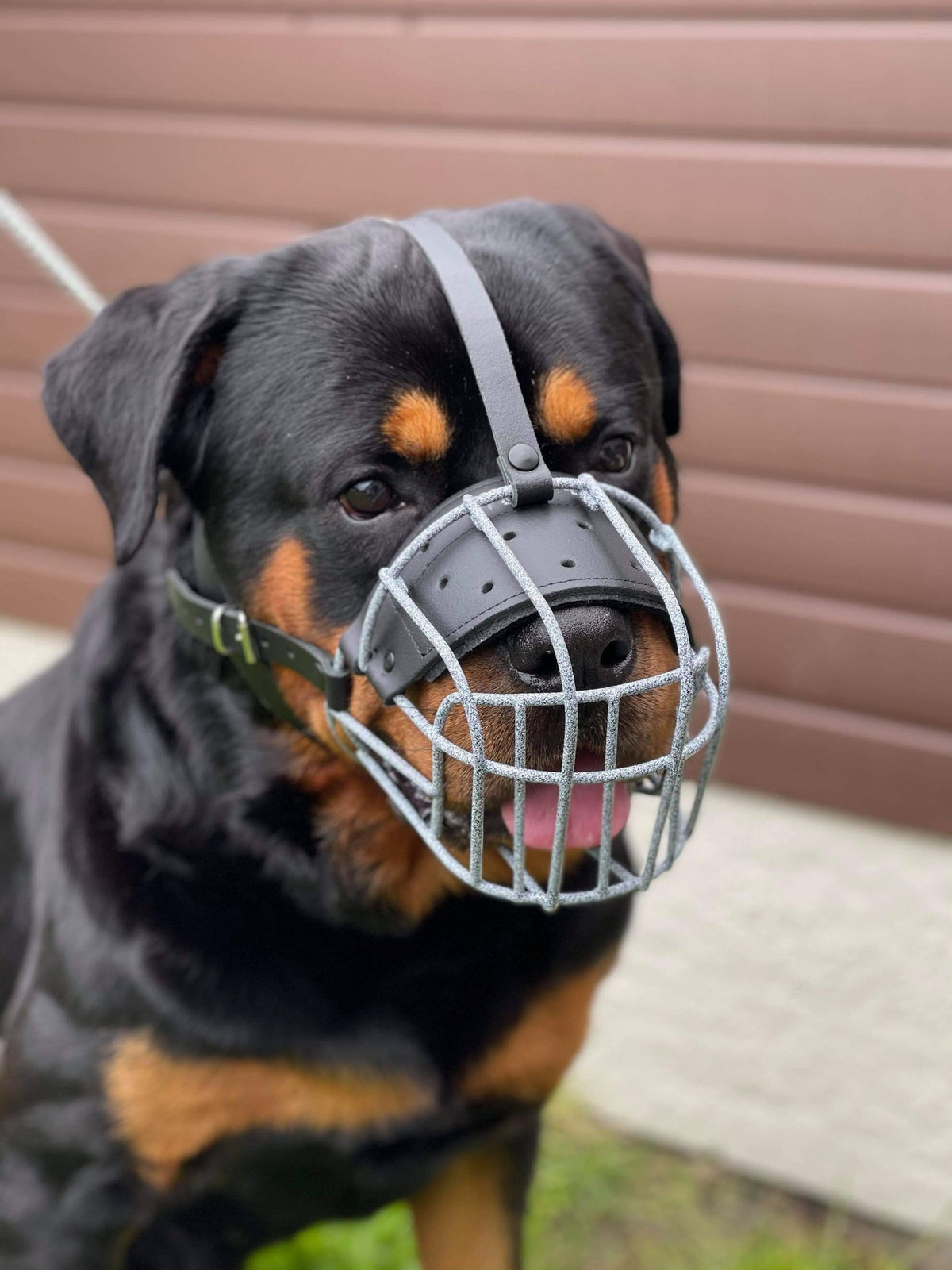 metal dog muzzle