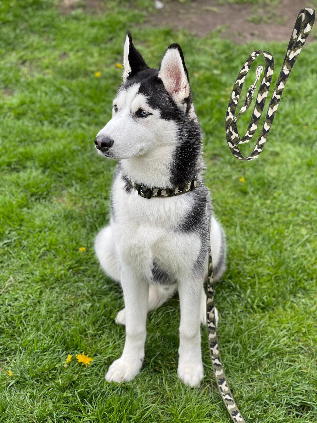 camo dog lead