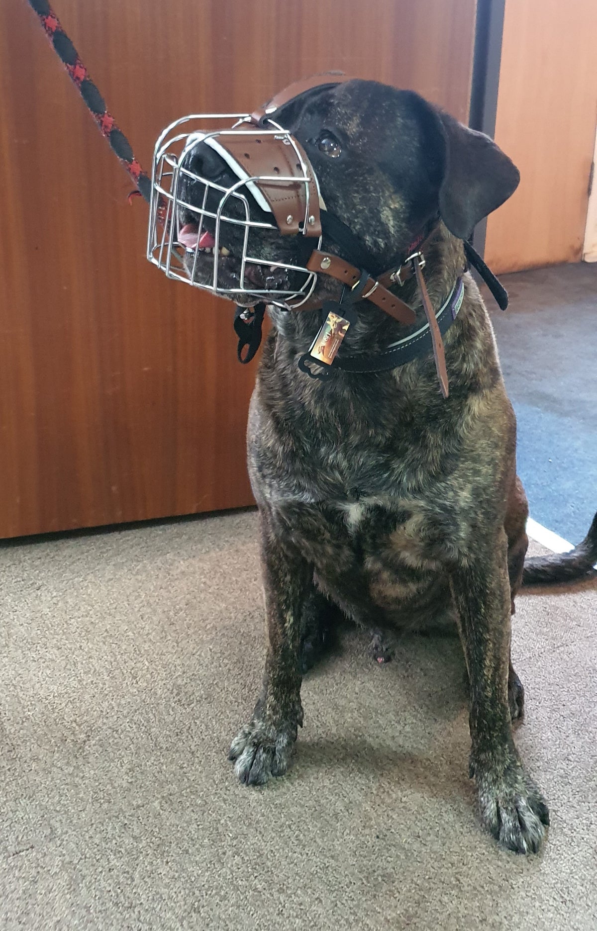 metal dog muzzle