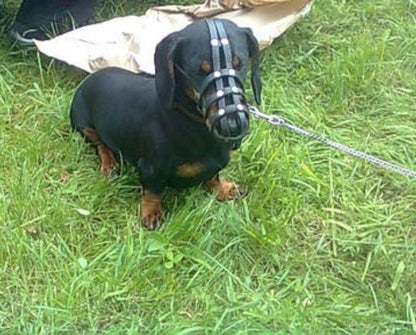 leather dog muzzle