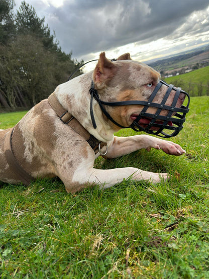 Black Webbing Muzzle