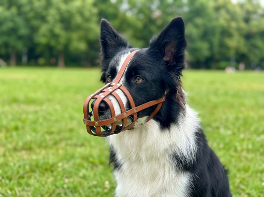 Leichter Maulkorb aus echtem Leder für Border Collies und ähnlich geformte Schnauzen