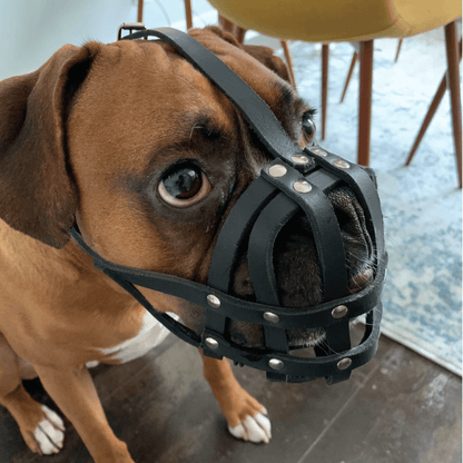Leichter Leder-Hundemaulkorb für Boxer und ähnliche kurzschnäuzige Hunde | Hundemaulkorb aus echtem Leder