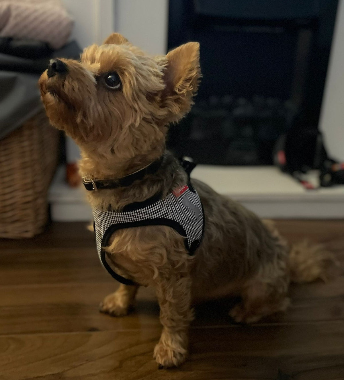 Checkered Dog Harness