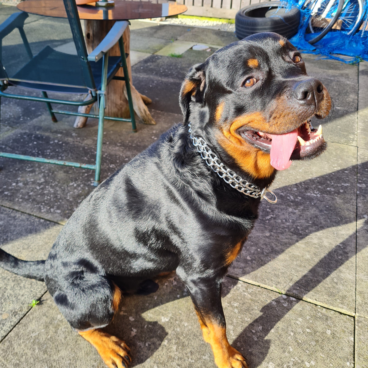 Metal Dog Collar