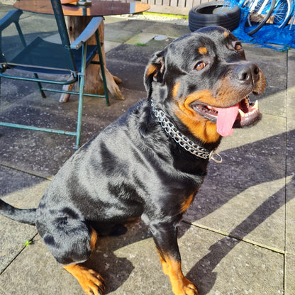 Metal Dog Collar