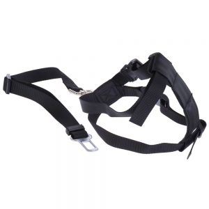 dog car lead