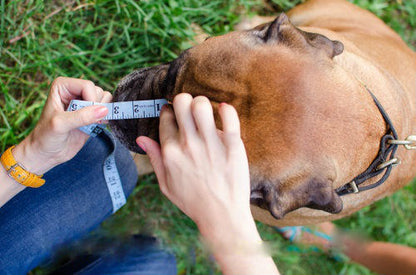 how to measure for a dog muzzle