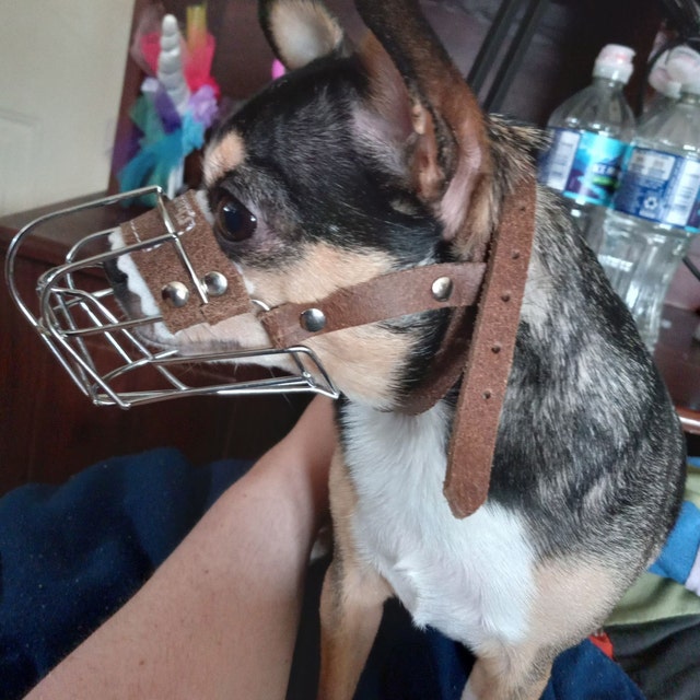metal dog muzzle