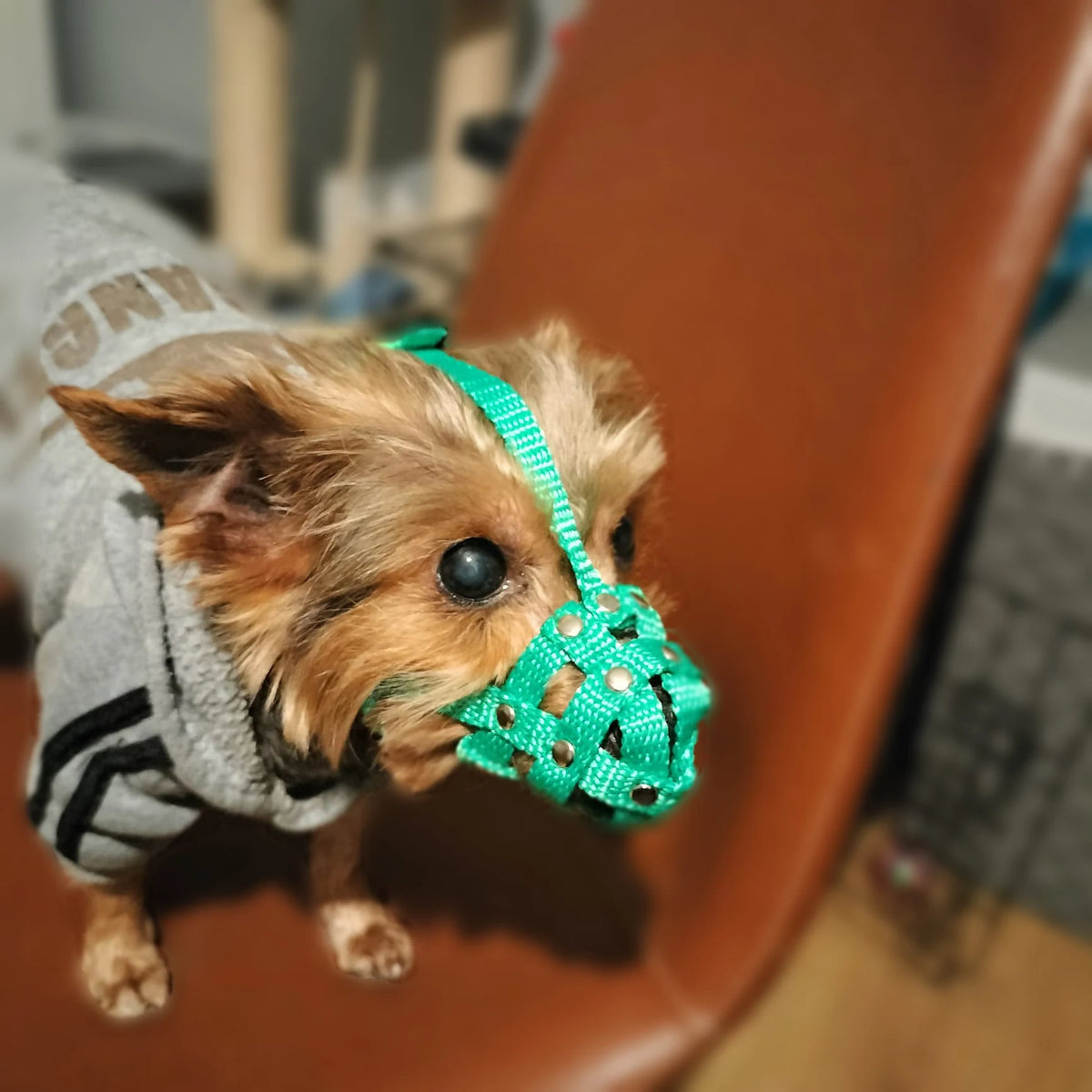 nylon dog muzzle