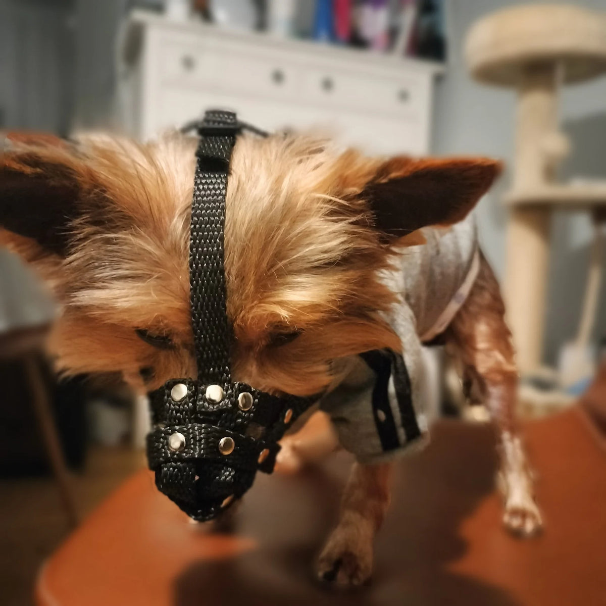 nylon dog muzzle