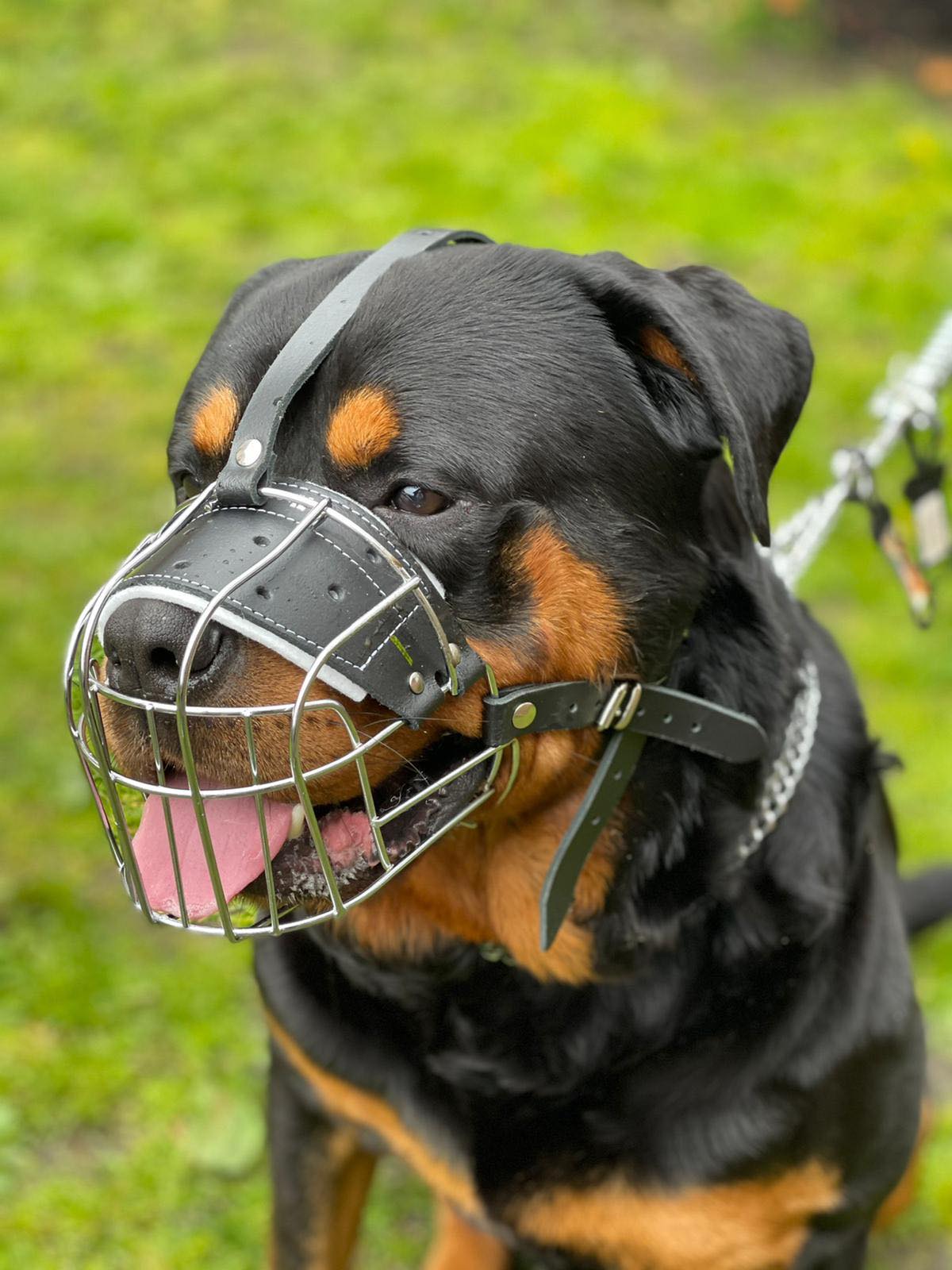 metal dog muzzle