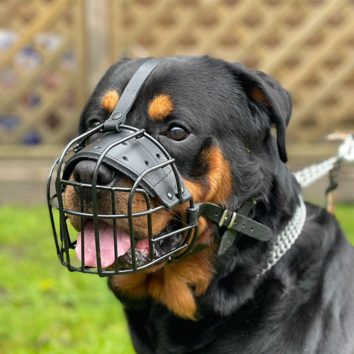 metal dog muzzle