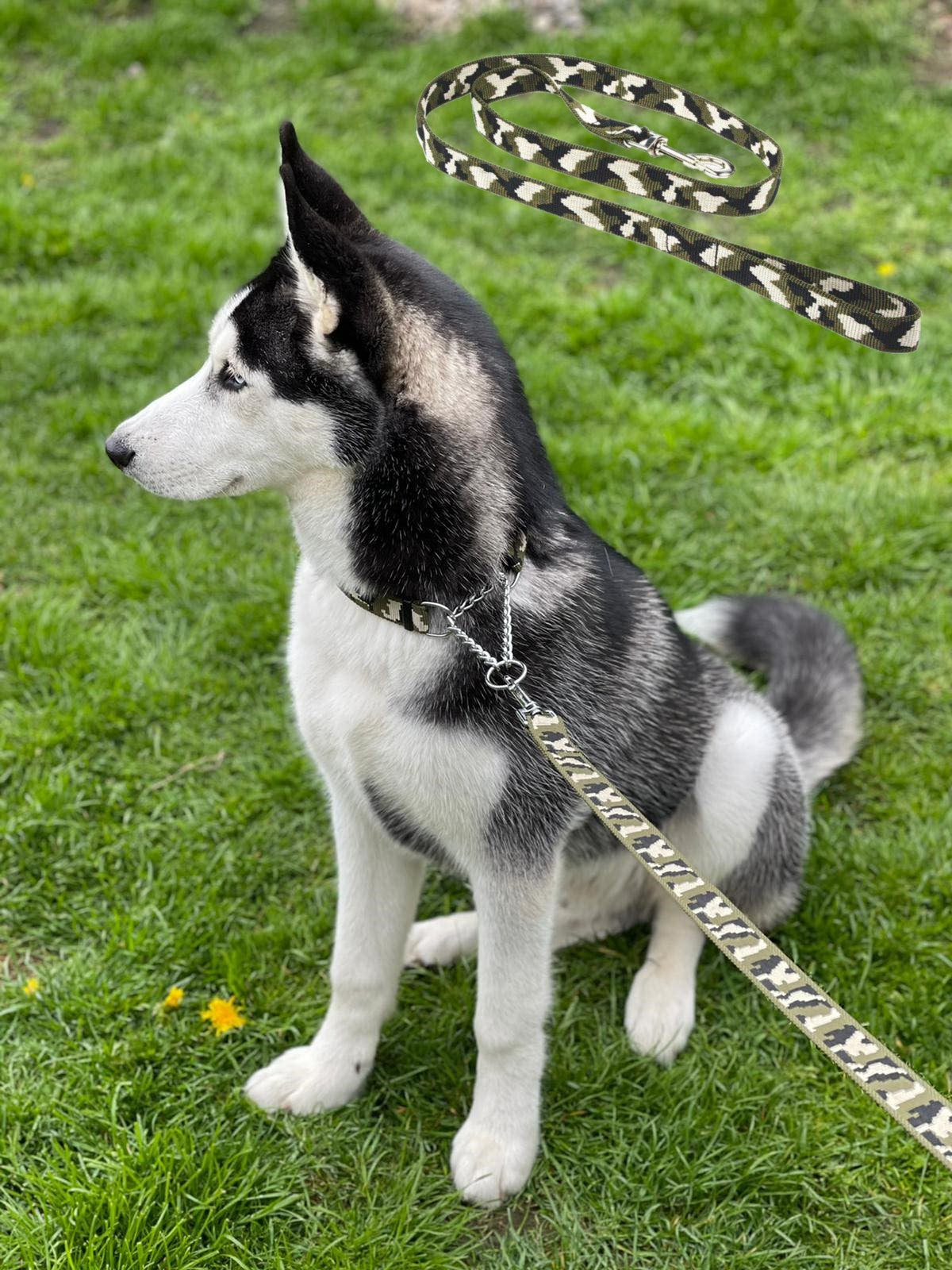 camo dog lead