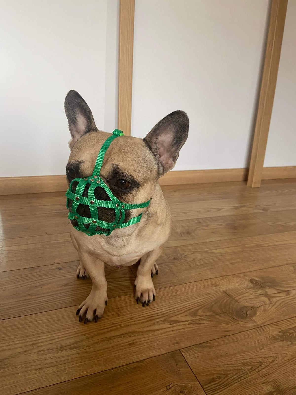 nylon dog muzzle