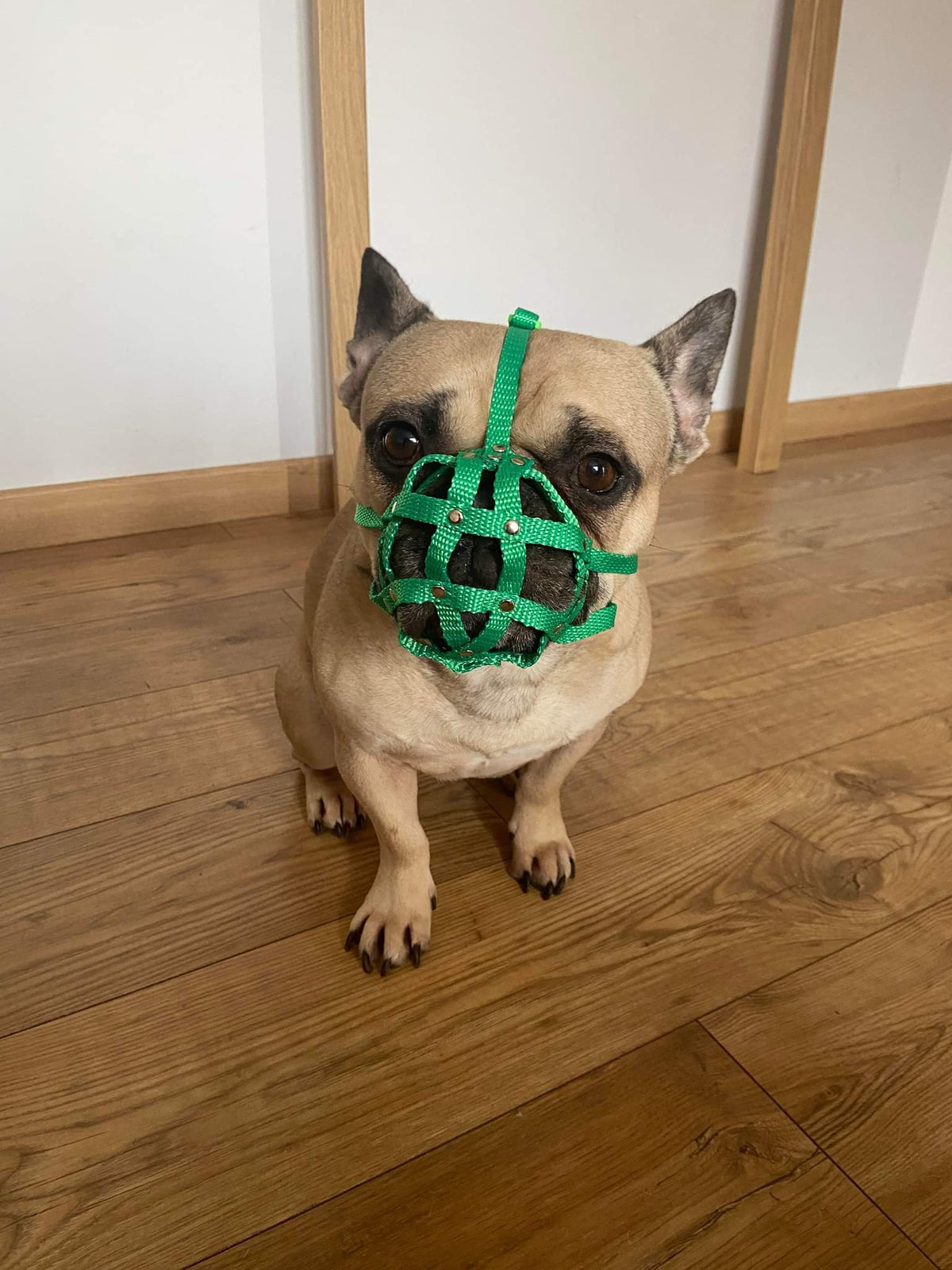 nylon dog muzzle