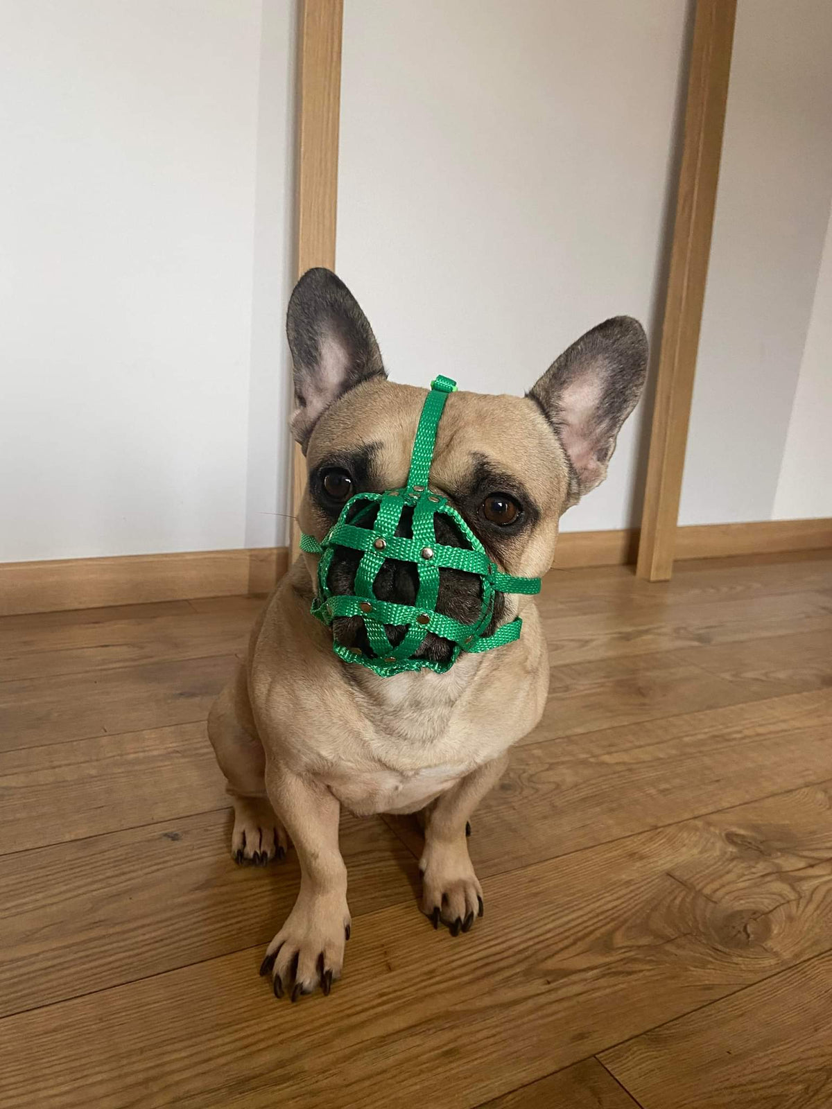 nylon dog muzzle