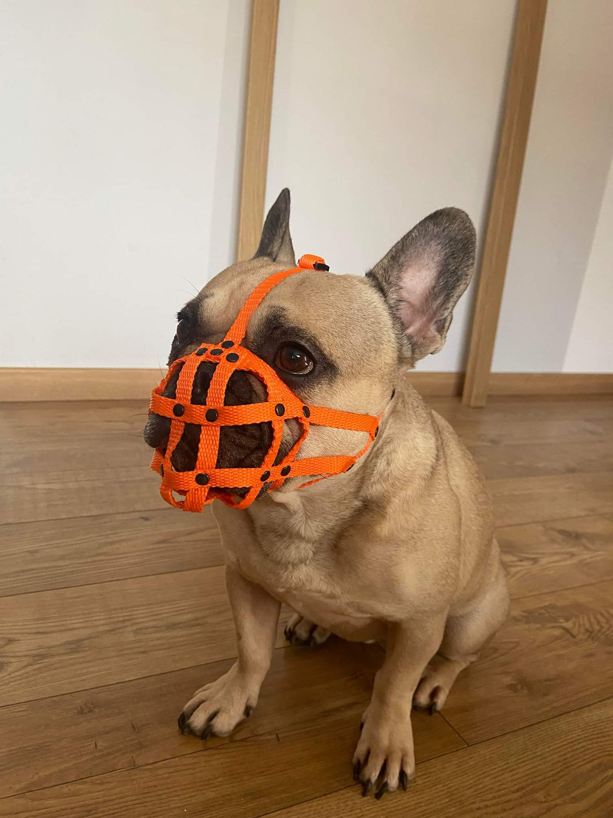 nylon dog muzzle