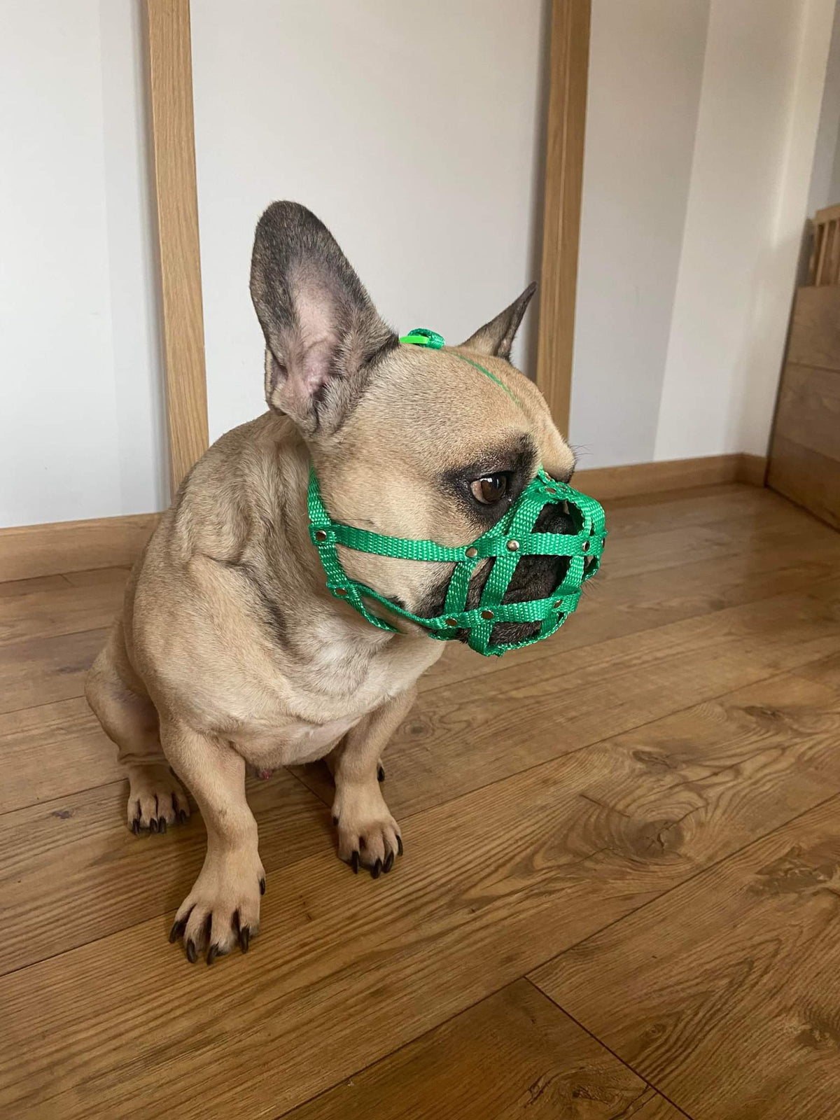 nylon dog muzzle