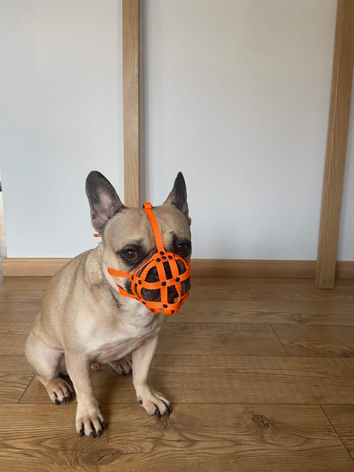 nylon dog muzzle