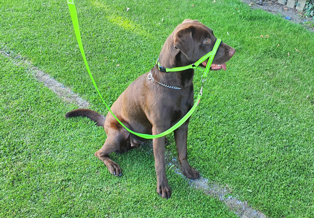 reflective head collar