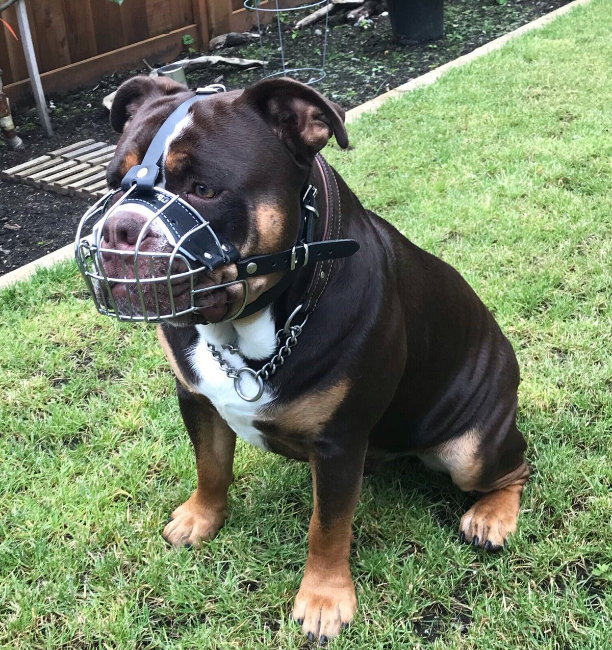 metal dog muzzle