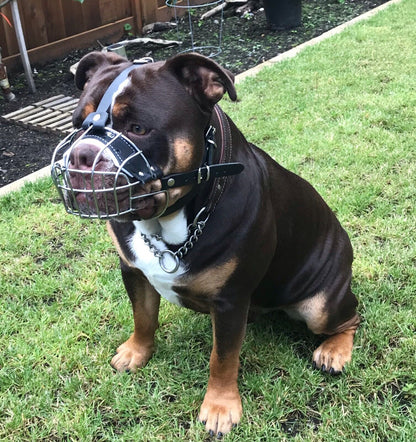 metal dog muzzle