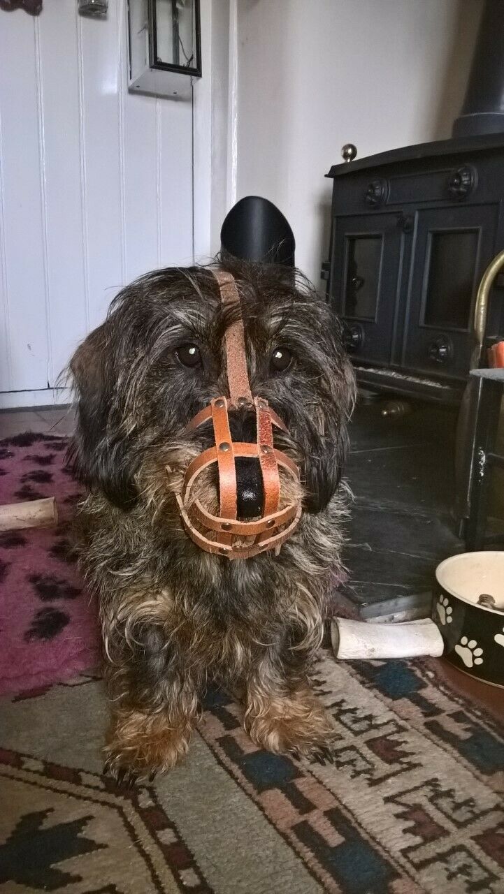 leather dog muzzle