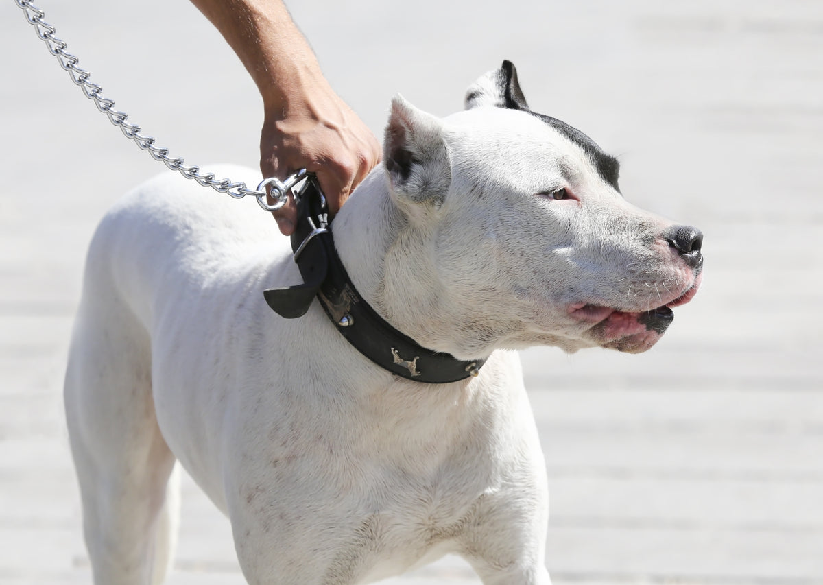 dog collar