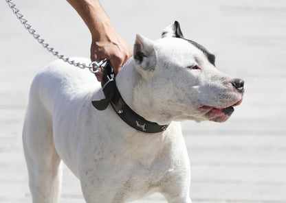 dog collar