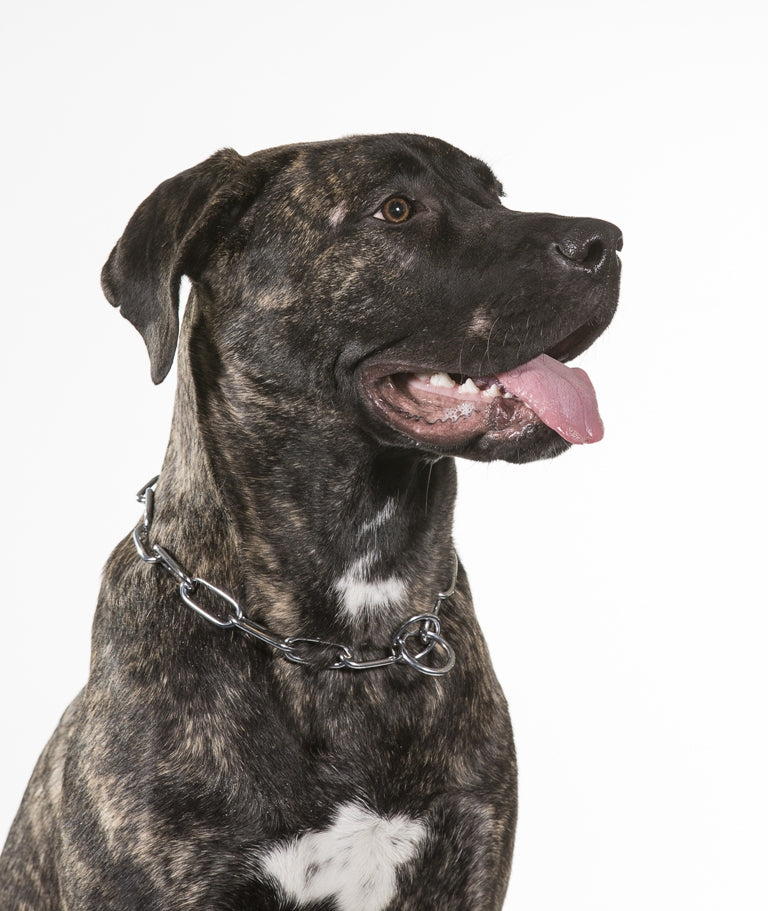 metal dog collar