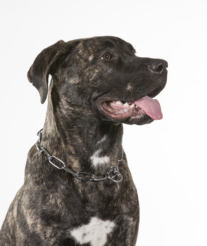 metal dog collar
