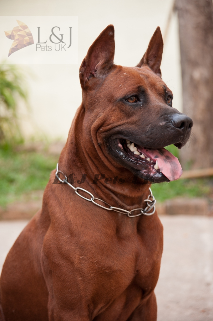 metal dog collar