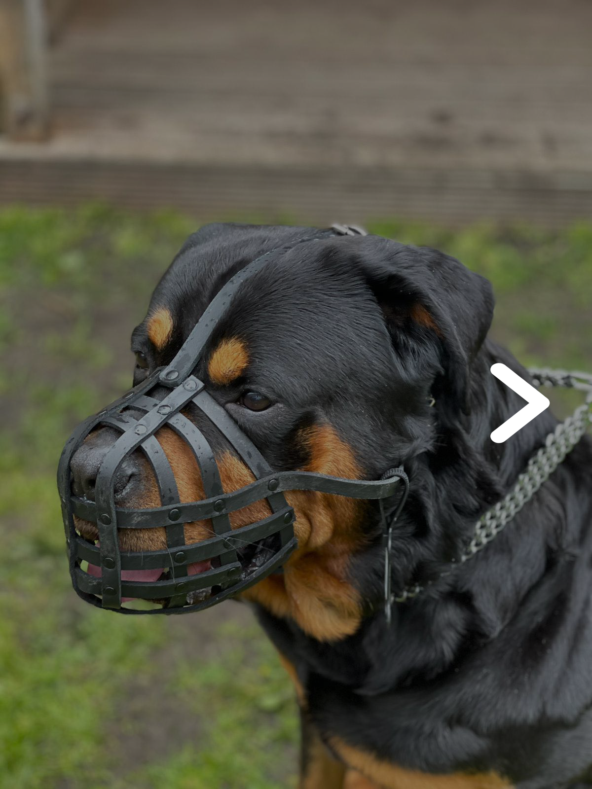 Black Leather Dog Muzzle