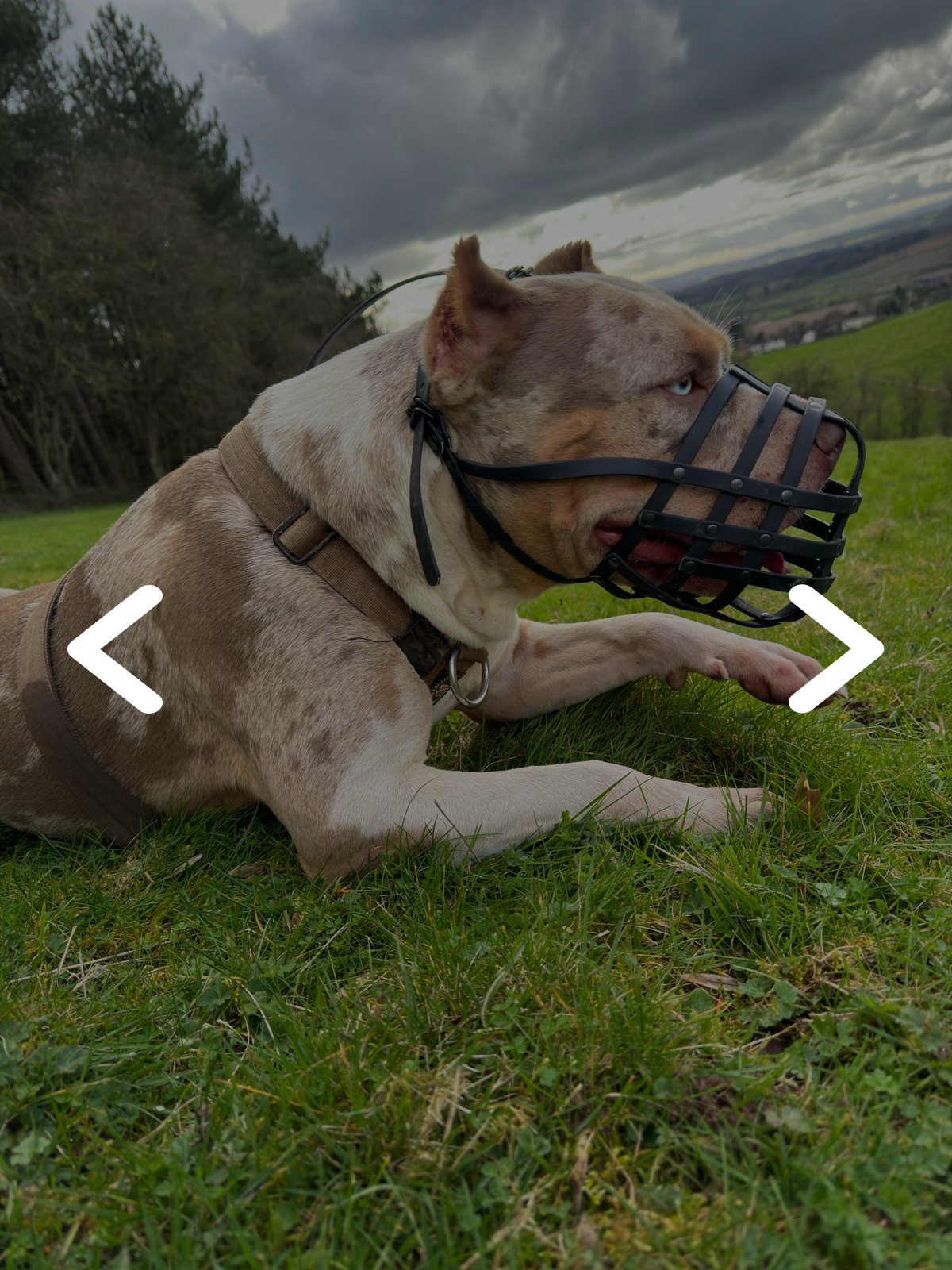 Webbing Black Muzzle