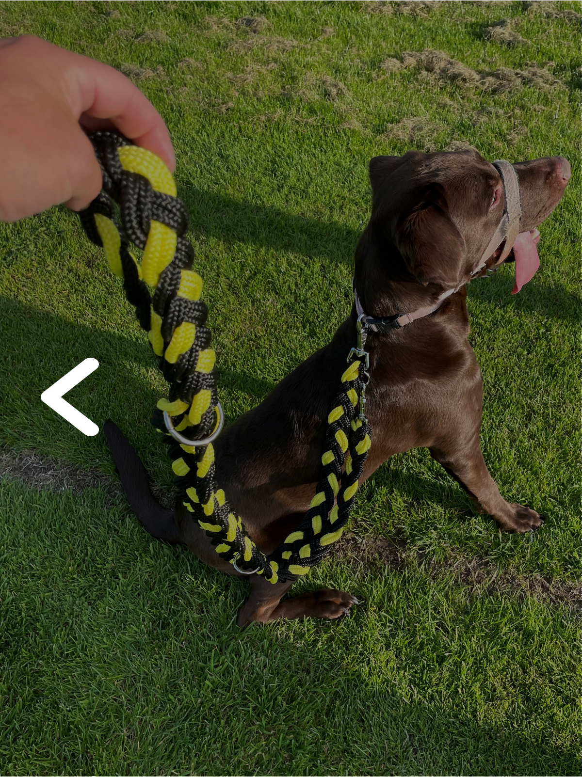 Platted Dog Lead