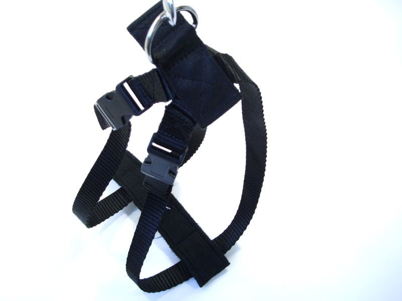 dog car lead