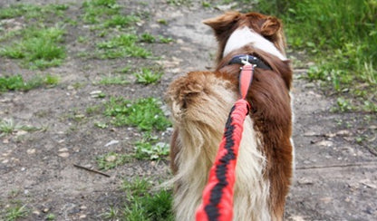 dog lead